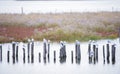 Gabbiani sulle palafitte nella Laguan di Venezia -LocalitÃÂ  di Taglio del Sile Royalty Free Stock Photo